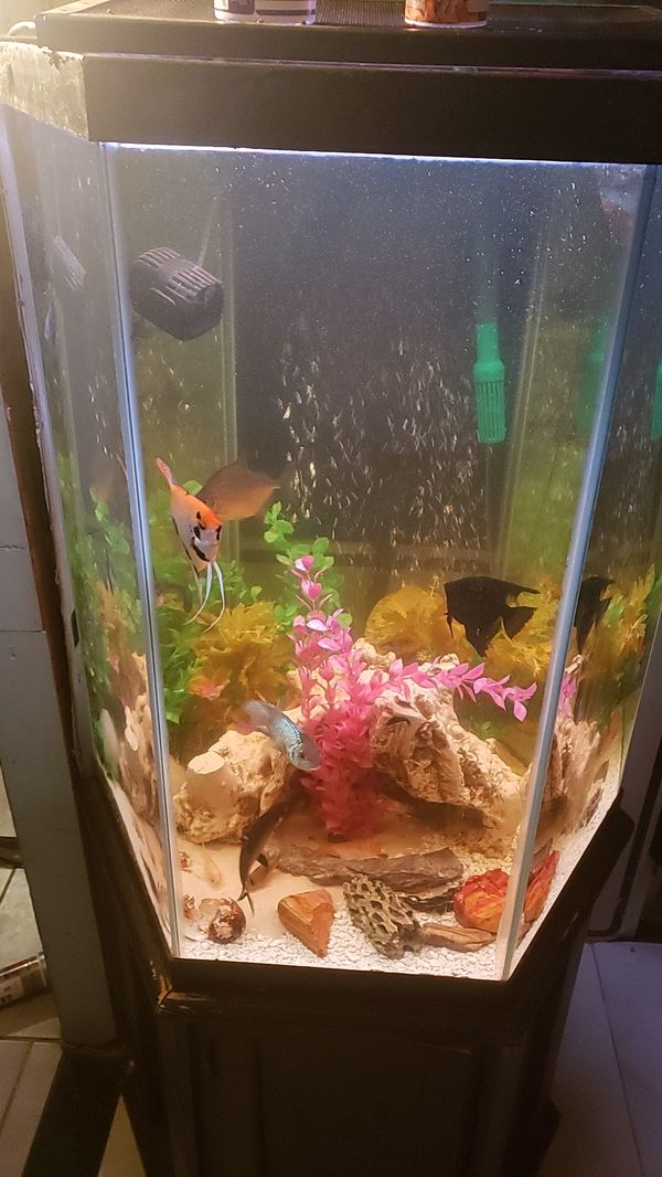 Hexagon Fish Tank for Sale in Lake Worth, FL OfferUp