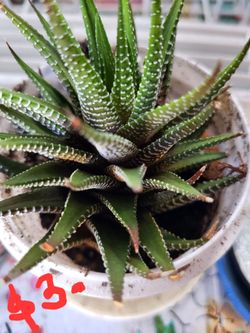 Zebra plants