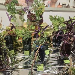 Succulent Plants For Sale. All Prices Negotiable. 