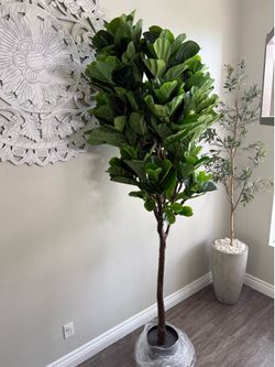 8 FT Fiddle Leaf Fig Tree Indoor/Outdoor