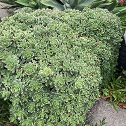 Small Succulent Trimmings Of Momma Bush 