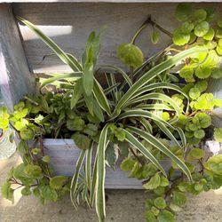 Wooden Planter With Orchard, Spider Plant/ Creeping Charlie 