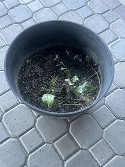 Spathiphyllum Peace Lily Indoor Plant Shade Plant 