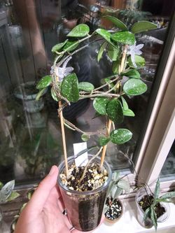 Hoya Mathilde splash mature plant