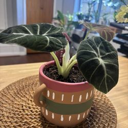Alocasia Black Velvet & Pot