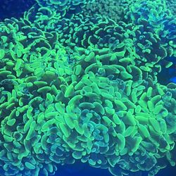Aussie Splattered Hammer Coral