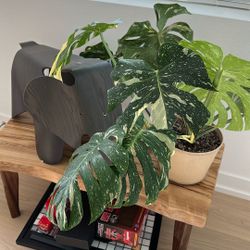 Monstera Thai Constellation 