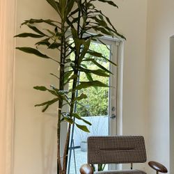 8 FT UNIQUE SPLIT STEM CORN PLANT 