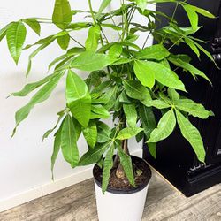 Money Tree Plant Over 3 Ft Tall