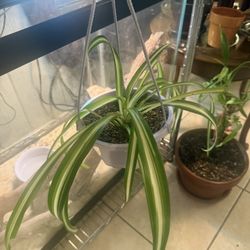 Hanging Spider Plant $10.00