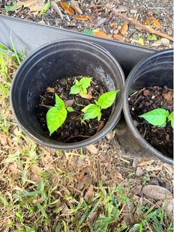 AJI Limo Peru plants NON GMO