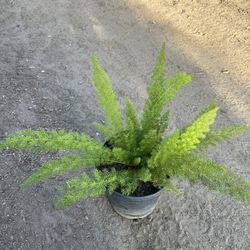 Foxtail Fern