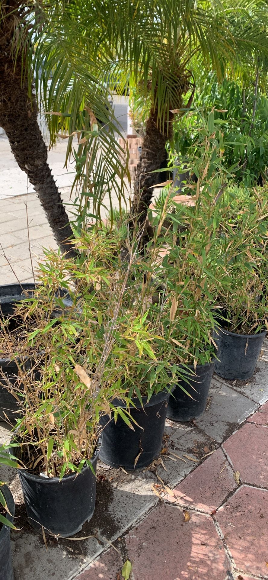 Bamboo Plants
