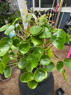 Pilea Chinese money tree