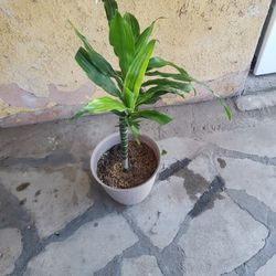 DRACAENA PLANT