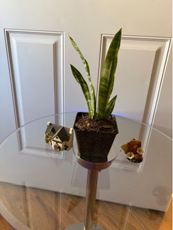 Plant