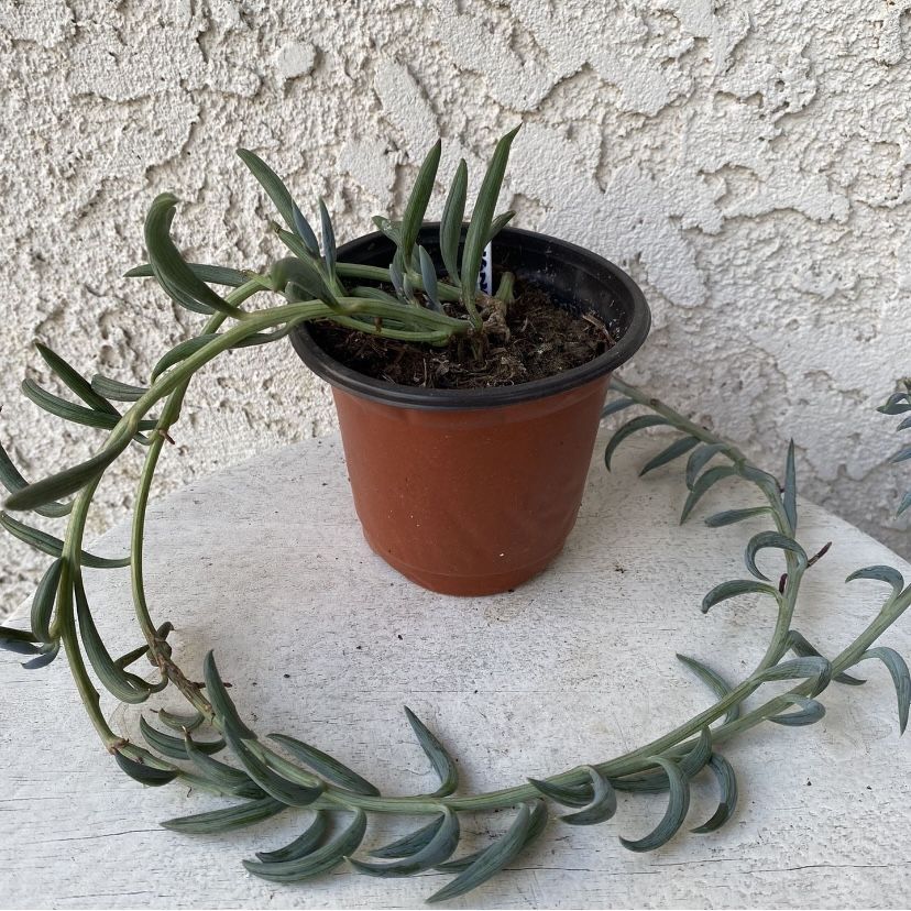 4 Inch Pot Succulent Plant - Curio Radicans - String of Bananas - Creeping Berry - Rooted & Established Plant - Drought Resistant - 🪴