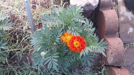 Planta de Merigold