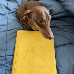 Pokeman Card Collection ~ 225 Total ~ Some Worth $65!