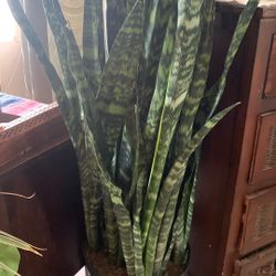 Sansiveria XLarge 4 Feet Tall