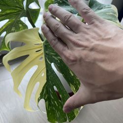 Monstera Thai Constellation 