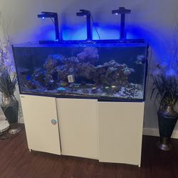 Saltwater Aquarium (RedSea 625 XXL) Super Discounted