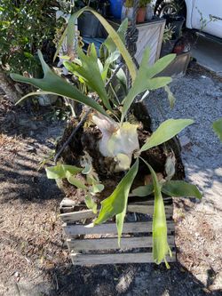 Staghorn Fern available multiple available