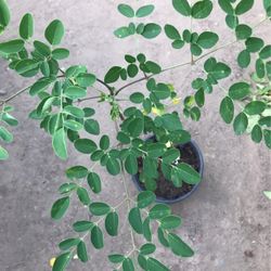 Moringa/ Malunggay 20 Inches Tall