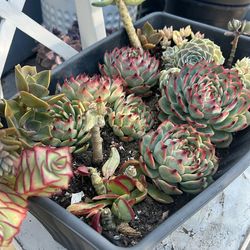 Beautiful Succulents Plants / Planta Suculenta