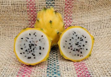 Dragon fruit Ecuador palora plant