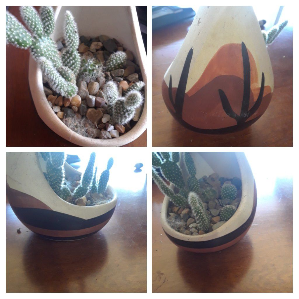 Desert Style cactus plant arrangement