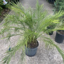 Pygmy Date Palm 