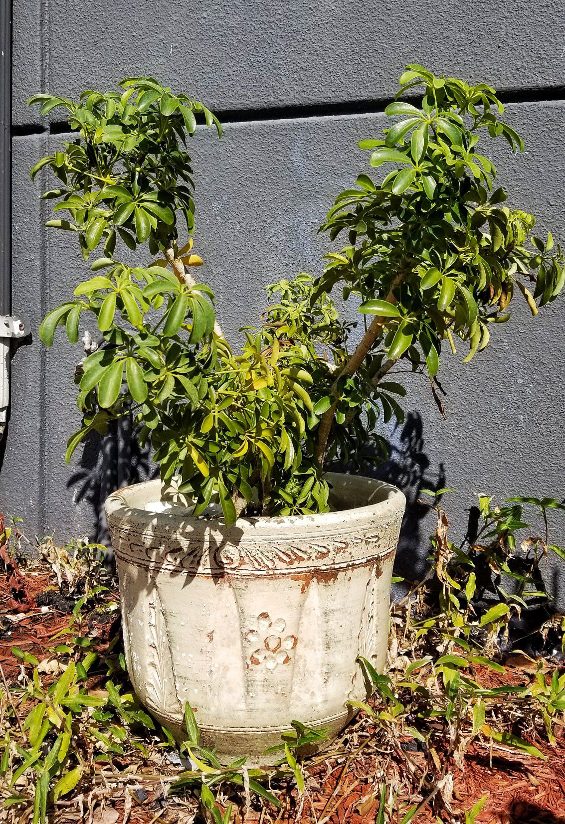 Large Umbrella Plant and 14" Pot Tropical Plant