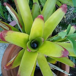 Fingertip Bromeliad Houseplant Landscapeplant