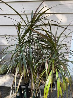 $10/2 in door plants