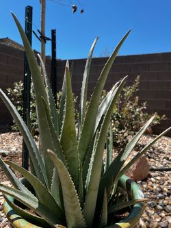 Aloe Vera Plant