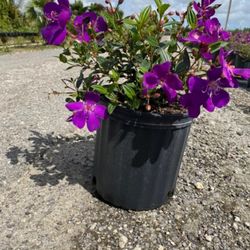 Tibouchina Mothers Day Special 