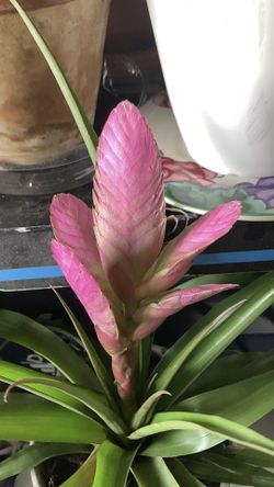 Pink Quill Plant 🪴