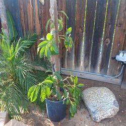 Avocado Tree