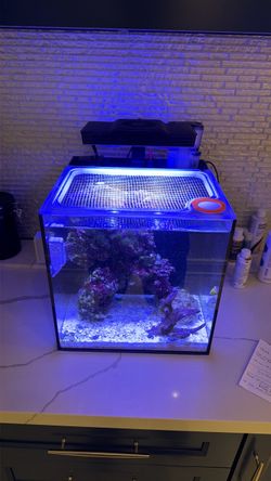 10 Gallon Tank