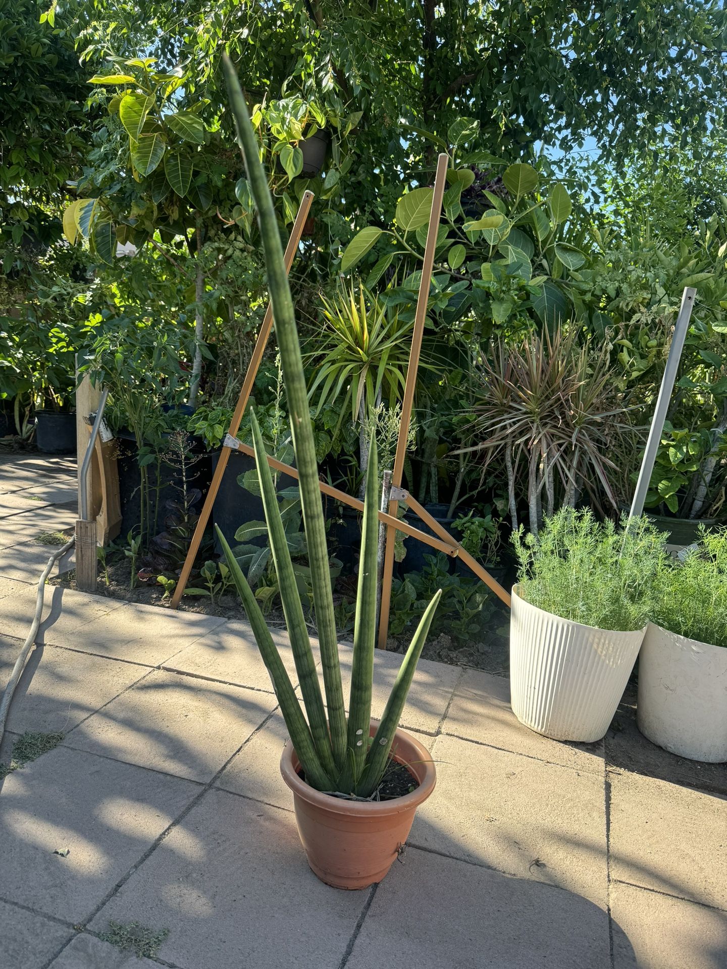 Rare Snake Plant