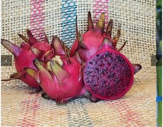 Cutting dragon fruit Michelle