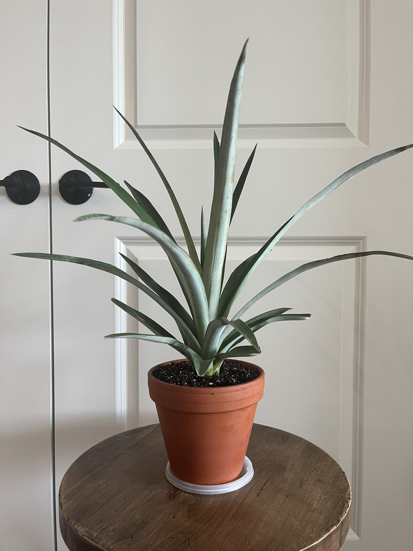 Pineapple in 6 Inch Clay Pot