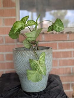 Arrowhead Plant With Ceramic Pot
