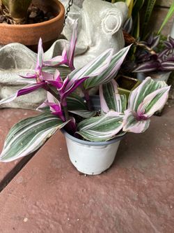 Nanouk Plant in 4 inch pot