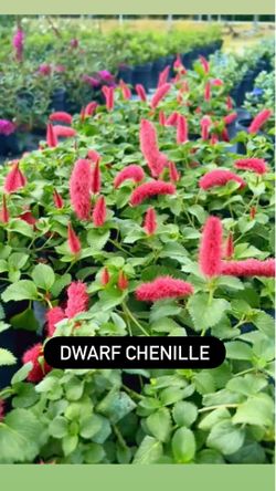 ❤️ Dwarf Chenille (Acalypha pendula)