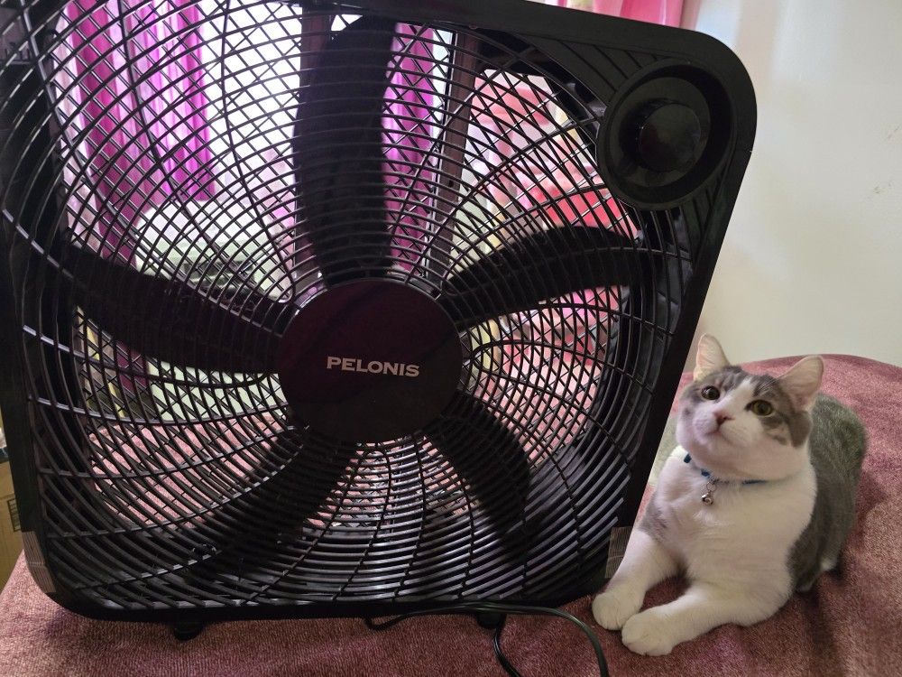 Pelonis Box Fan