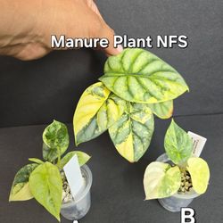 Alocasia Silver Dragon Gold