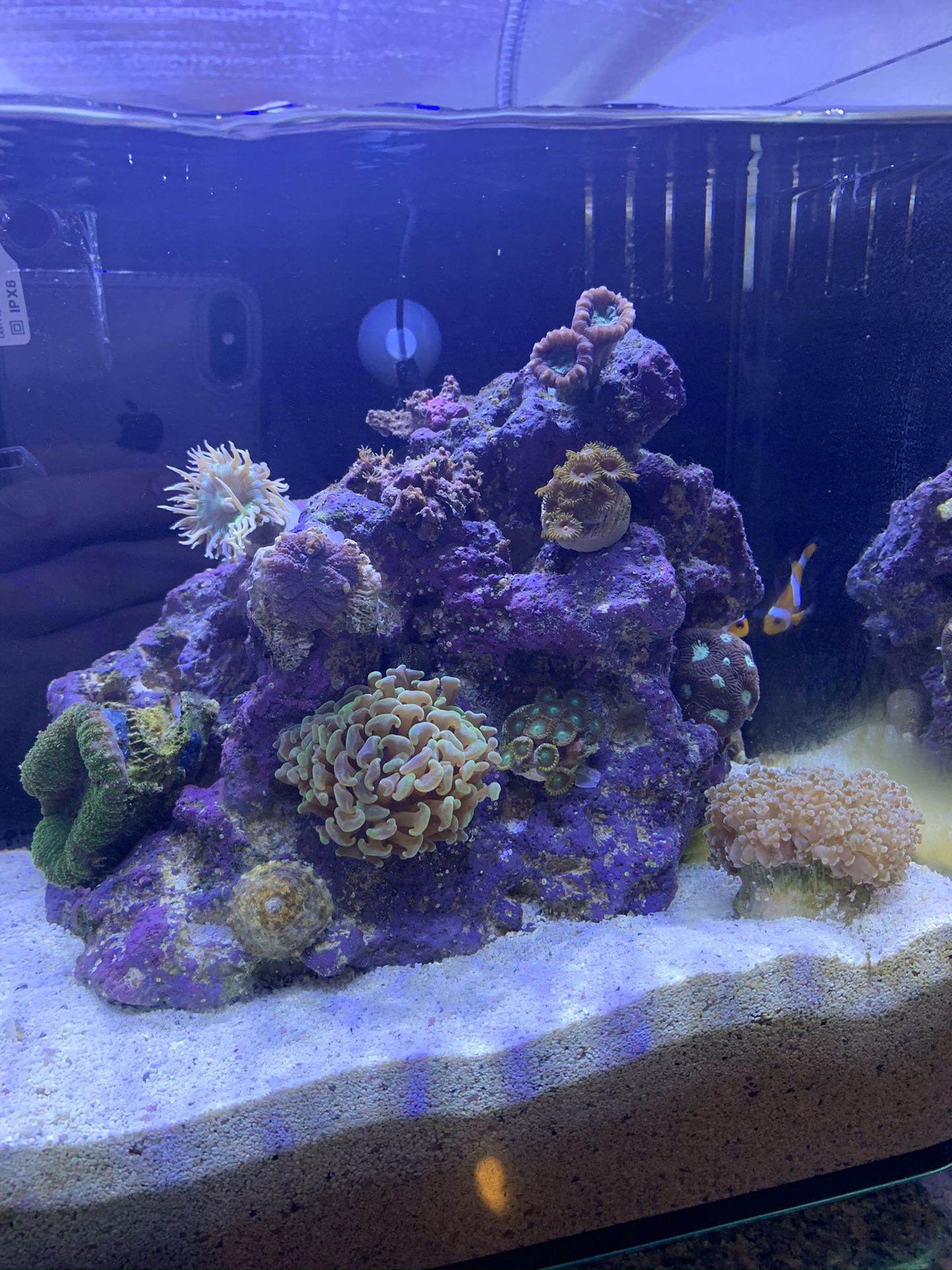 5 gallon saltwater nano aquarium