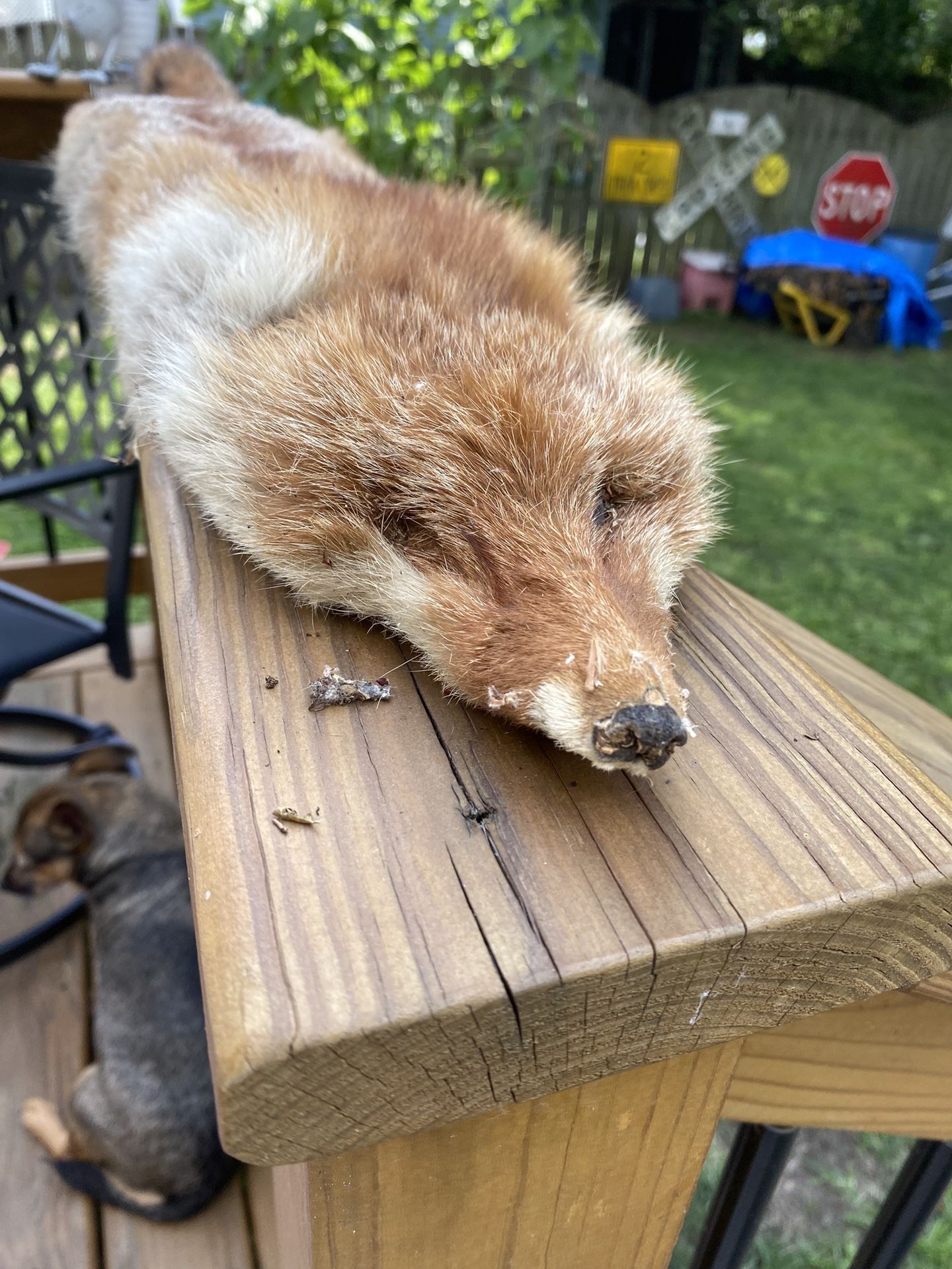 Taxidermy Fox Pelt 